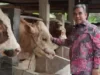 Jelang Idul Adha, Gerindra Usul Pemerintah Gelar Vaksinasi Sapi Masal Milik Peternak
