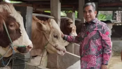 Jelang Idul Adha, Gerindra Usul Pemerintah Gelar Vaksinasi Sapi Masal Milik Peternak
