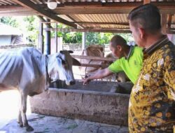 Bupati dan Ketua DPRD Simalungun Tanggapi Laporan Masyarakat Terkait PMK di Kecamatan Gunung Malela