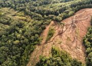 WALHI : Ekosistem Danau Toba Rusak Sejak Hadirnya Perusahaan Hutan Tanaman Industri