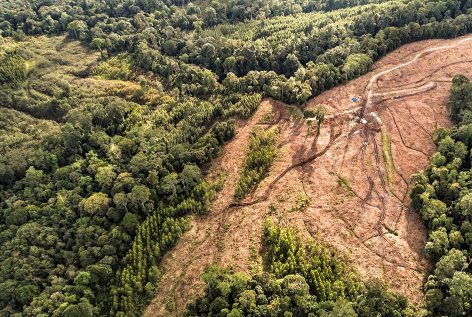 WALHI : Ekosistem Danau Toba Rusak Sejak Hadirnya Perusahaan Hutan Tanaman Industri