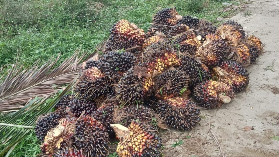 Dugaan Pencurian TBS di Afdeling 4 Kebun Marihat Disorot, Manajemen Diminta Transparan
